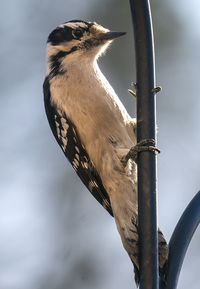 Woodpecker on a high perch