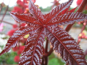 Close-up of wet red leaves