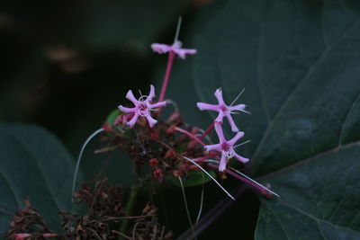 Close-up of purple flowering plant