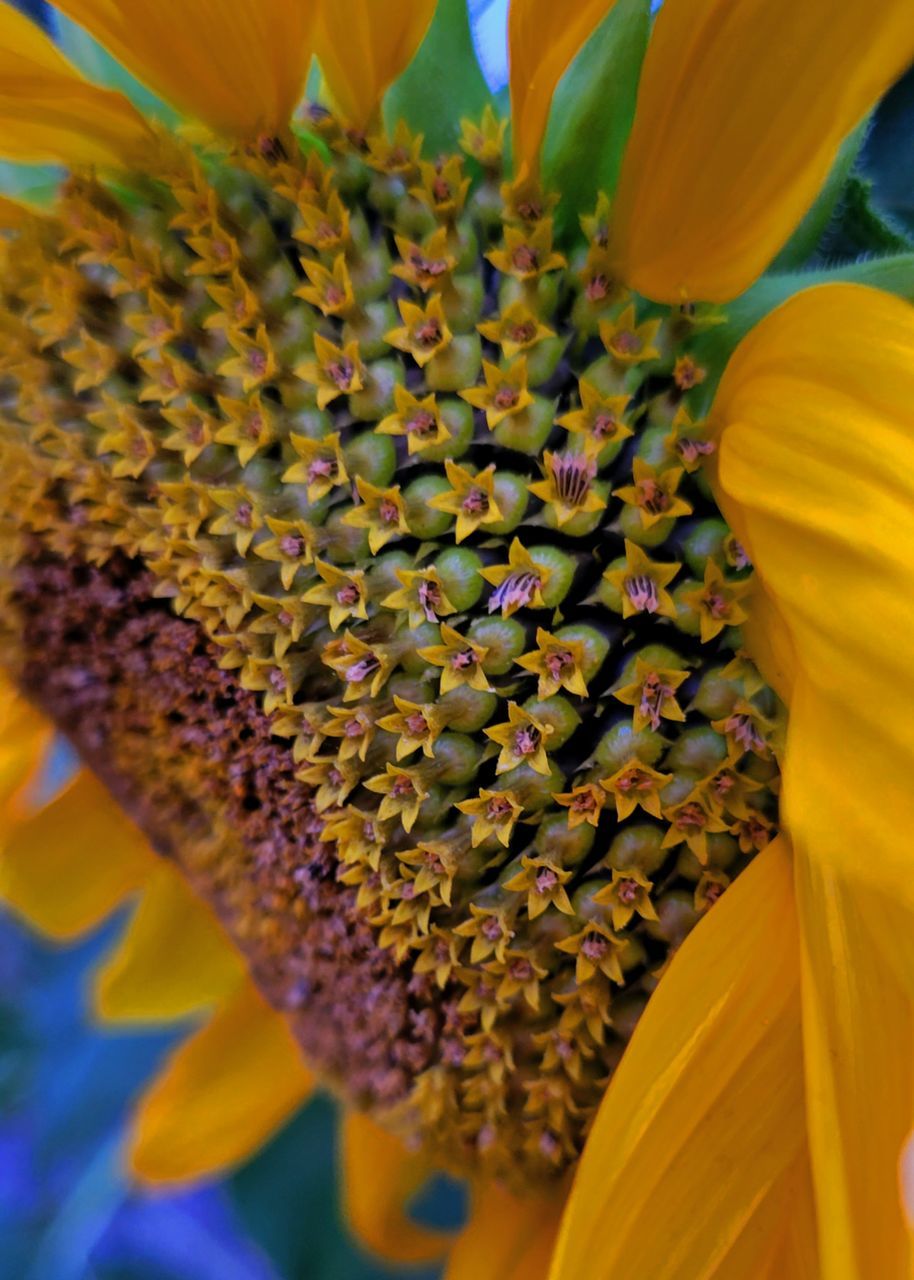 sunflower, flower, yellow, flowering plant, plant, beauty in nature, flower head, freshness, close-up, sunflower seed, petal, nature, pollen, inflorescence, growth, macro photography, fragility, no people, outdoors, extreme close-up, multi colored, plant stem