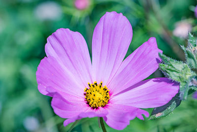 Close-up of pink cosmos flower