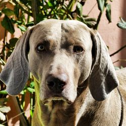 Close-up portrait of dog