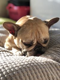 Close-up of a dog sleeping on bed