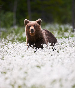 View of an animal on field