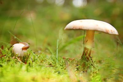 Close-up of mushroom on grass