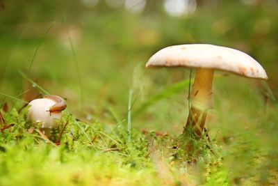 Close-up of mushroom growing on grass