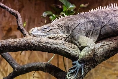 Close-up of iguana sitting on branch