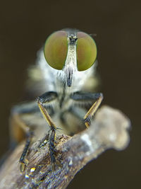 Close-up of insect