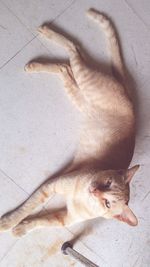 Directly above shot of cat relaxing on floor