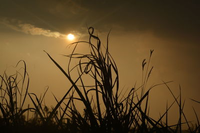 Close-up of silhouette plants on field against sunset sky