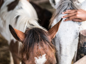 Close-up of a horse