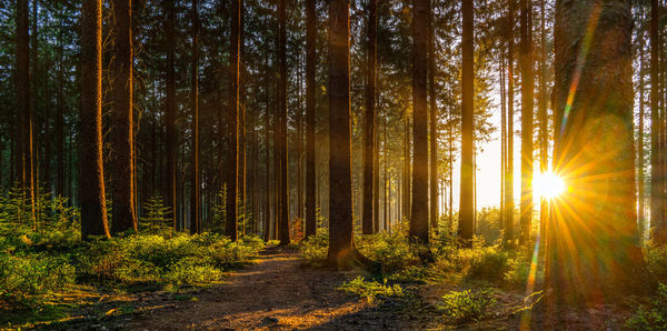 Sunlight streaming through trees in forest