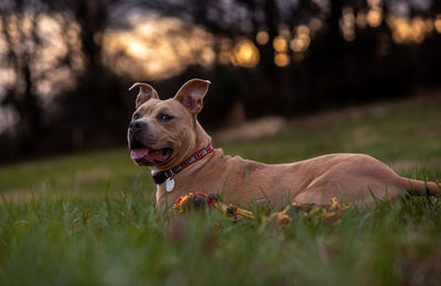 pet