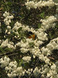 White flowers blooming in spring