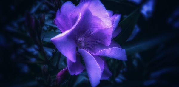 Close-up of purple flowering plant