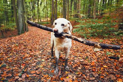 Dog in forest during autumn