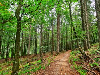 Scenic view of trees in forest