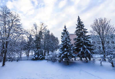 Winter urban landscape with snow-covered trees.