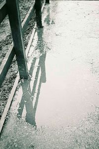 Reflection of trees in puddle