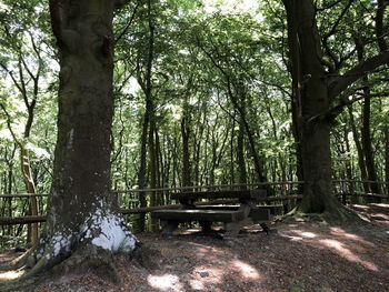 Bench in forest