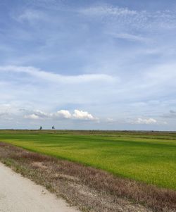 Felcra paddy fields opposite perak