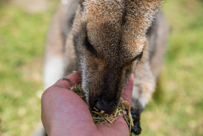 Close up of hand feeding a kangaroo 