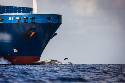 Close-up of birds perching on boat in sea against sky