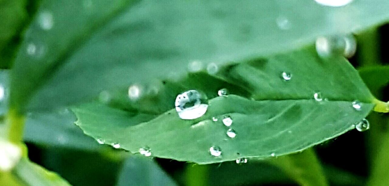 MACRO SHOT OF WATER DROPS ON LEAF