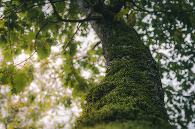 Low angle view of tree in forest