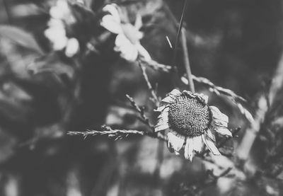 Close-up of plant against blurred background