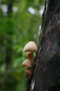 Close-up of mushroom growing on tree trunk