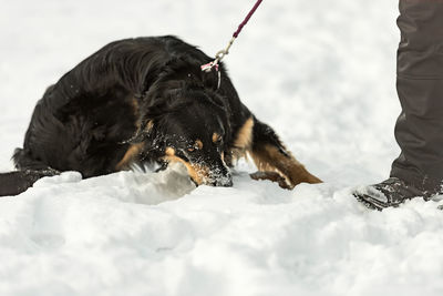 Black dog in snow