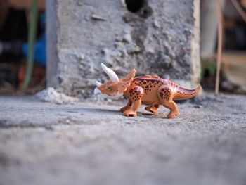 Close-up of an animal toy