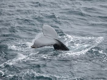 High angle view of whale swimming in sea