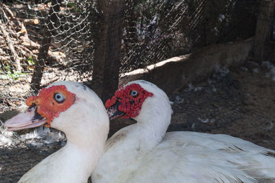Close-up of duck