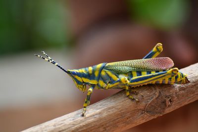 Close-up of grasshopper