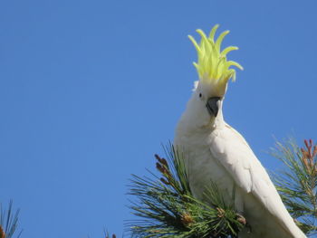 Low angle view of a bird against clear blue sky