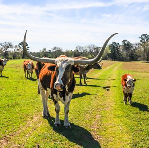 Cows standing on field against sky