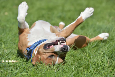 Dog relaxing on field