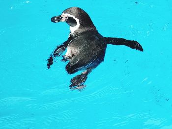 High angle view of penguin swimming in sea