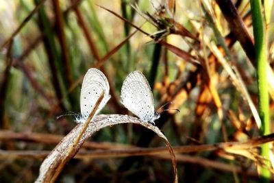 Close-up of butterfly on plant