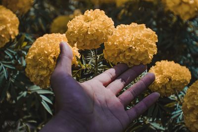 Close-up of hand touching marigold growing on plant