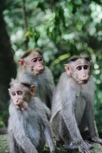 Close-up of monkeys sitting against trees