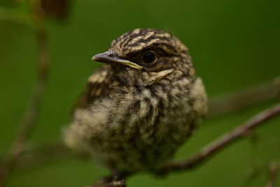 Close-up of bird perching on branch