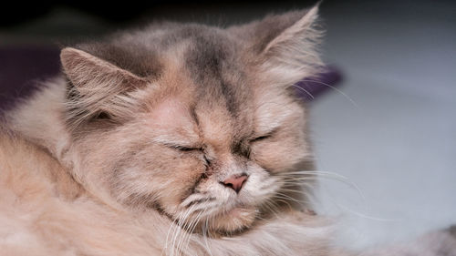 Close-up of cat sleeping