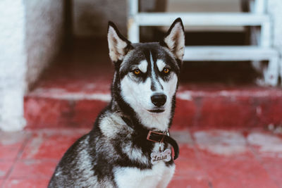 Close-up portrait of dog on wall