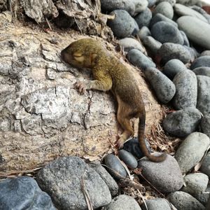 Close-up of lizard on rock