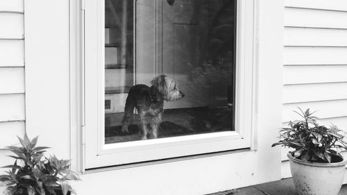 Dog looking through door