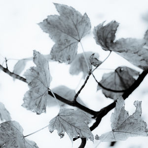 Low angle view of autumnal leaves against sky