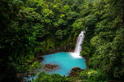 Scenic view of waterfall in forest